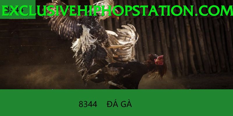 Đá Gà Trực Tiếp - vua99